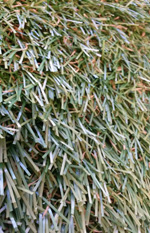 G6CoarseArtificialGrassFibers