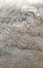 G6SheepSkin